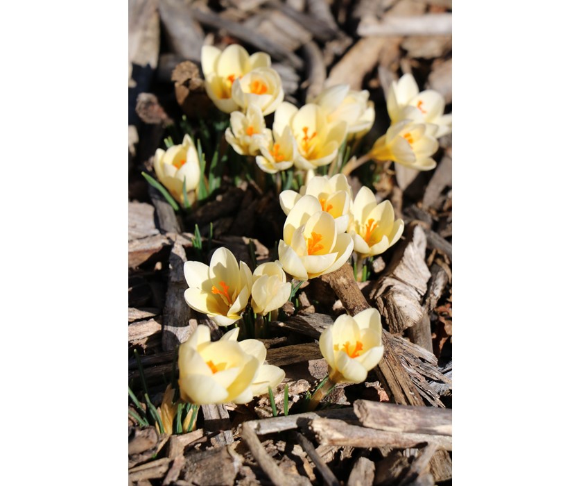 Cream Beauty Snow Crocus